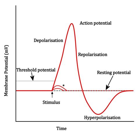 action potential